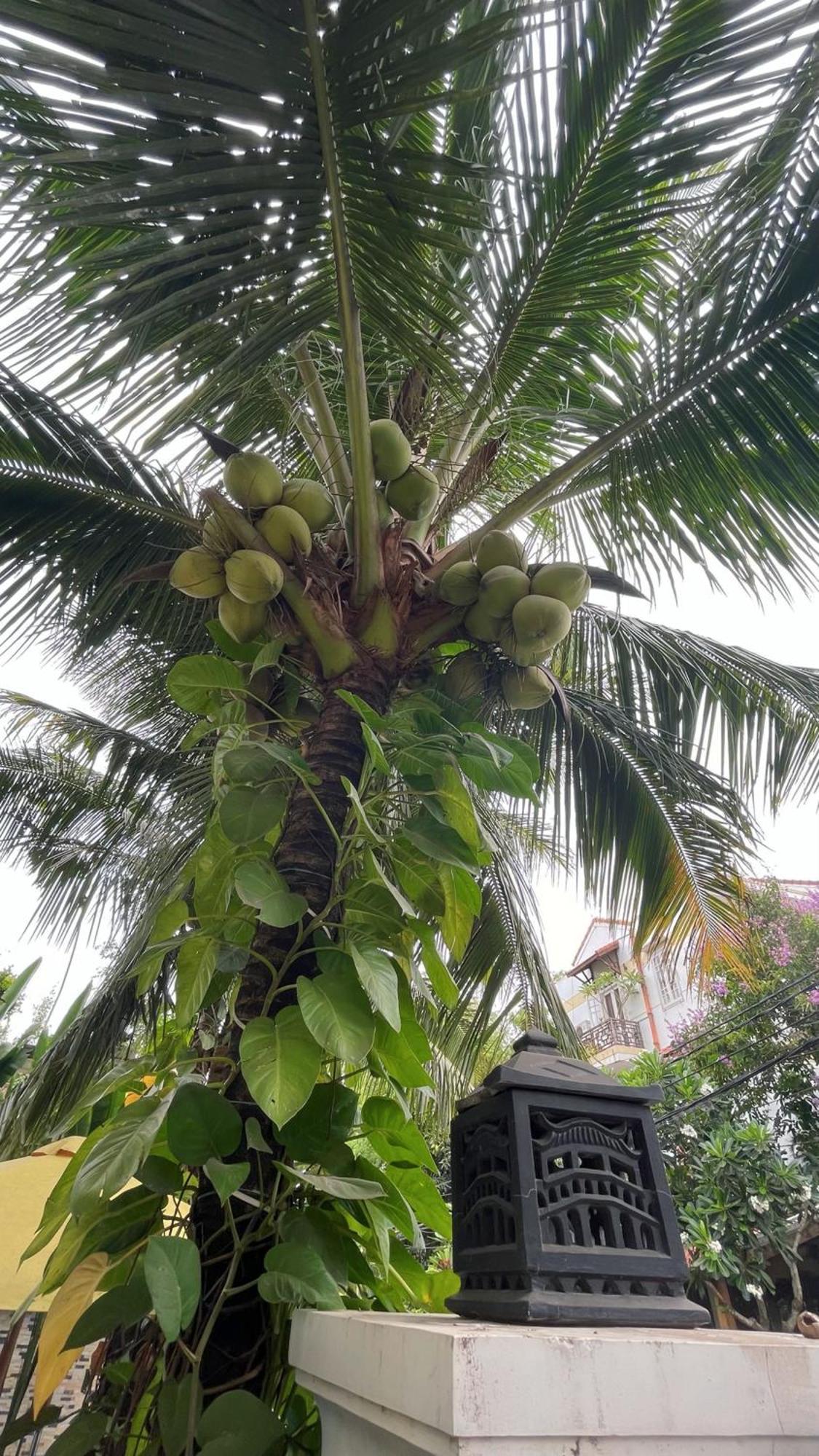 Hoi An Discovery Villa Dış mekan fotoğraf